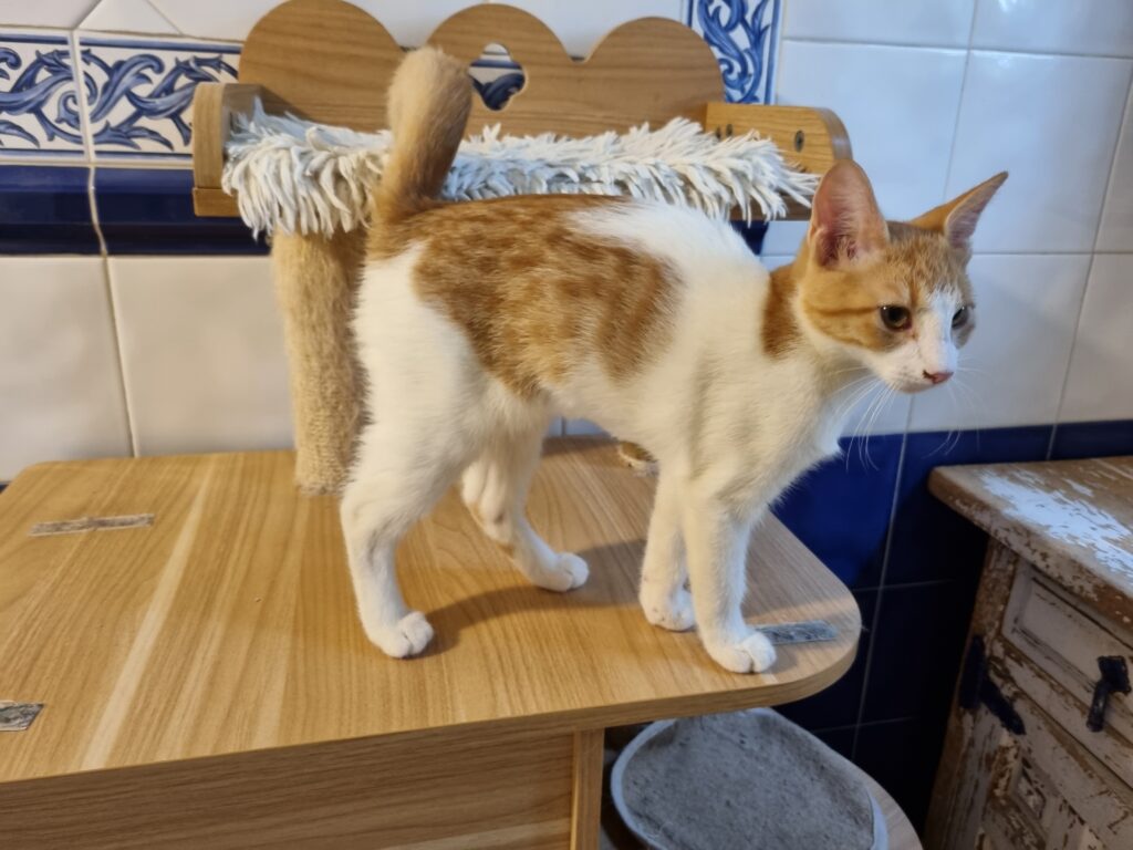 Baya, chat à l’adoption, Caresses de Chat 94 (Saint-Maur-des-Fossés, 94)