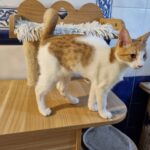 Baya, chat à l’adoption