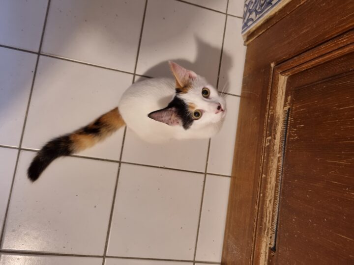 Bonnie, chat à l’adoption, Caresses de Chat 94 (Saint-Maur-des-Fossés, 94)