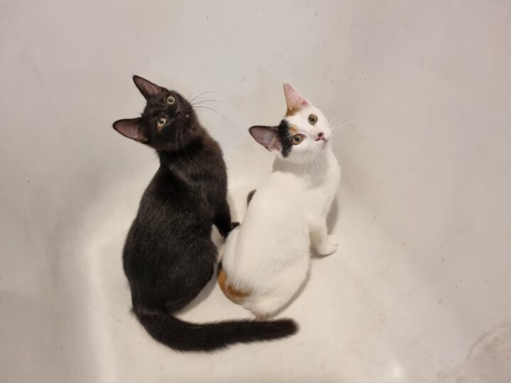 Bonnie, chat à l’adoption, Caresses de Chat 94 (Saint-Maur-des-Fossés, 94)
