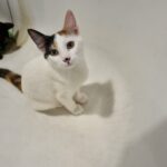 Bonnie, chat à l’adoption