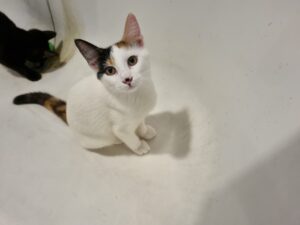 Bonnie, chat à l’adoption