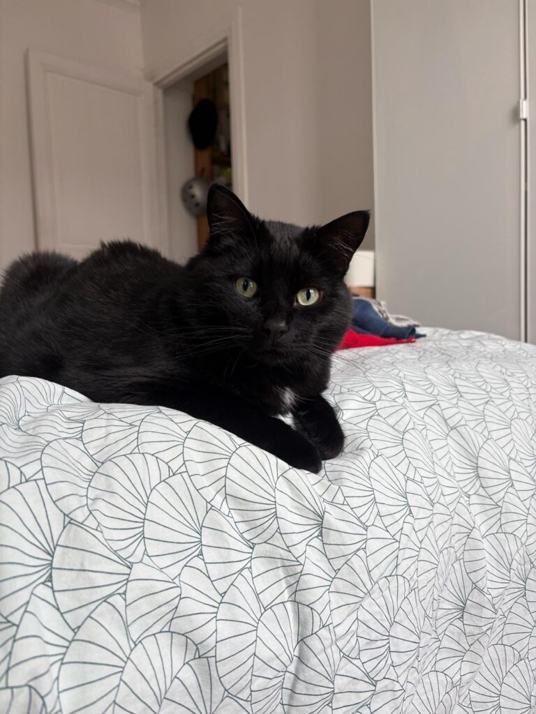 Chat perdu — Chapapla — Charenton le pont (17/10/2026)