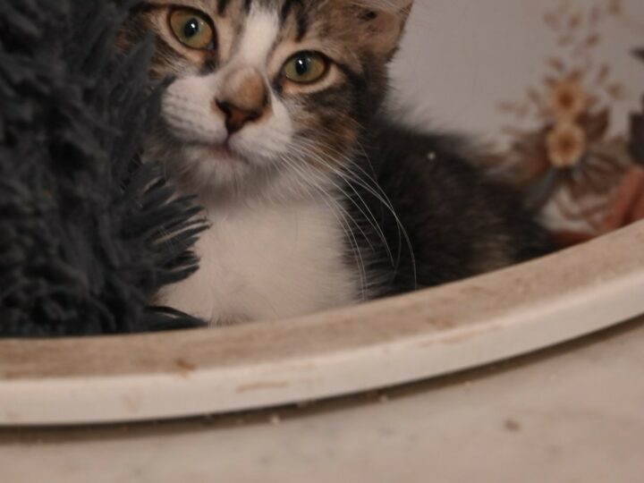 Breezy, chat à l’adoption, Caresses de Chat 94 (Saint-Maur-des-Fossés, 94)