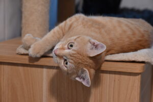 Brioche, chat adopté par Caresses de Chat 94