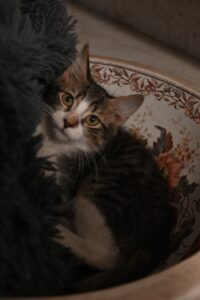 Breezy, chat à l’adoption