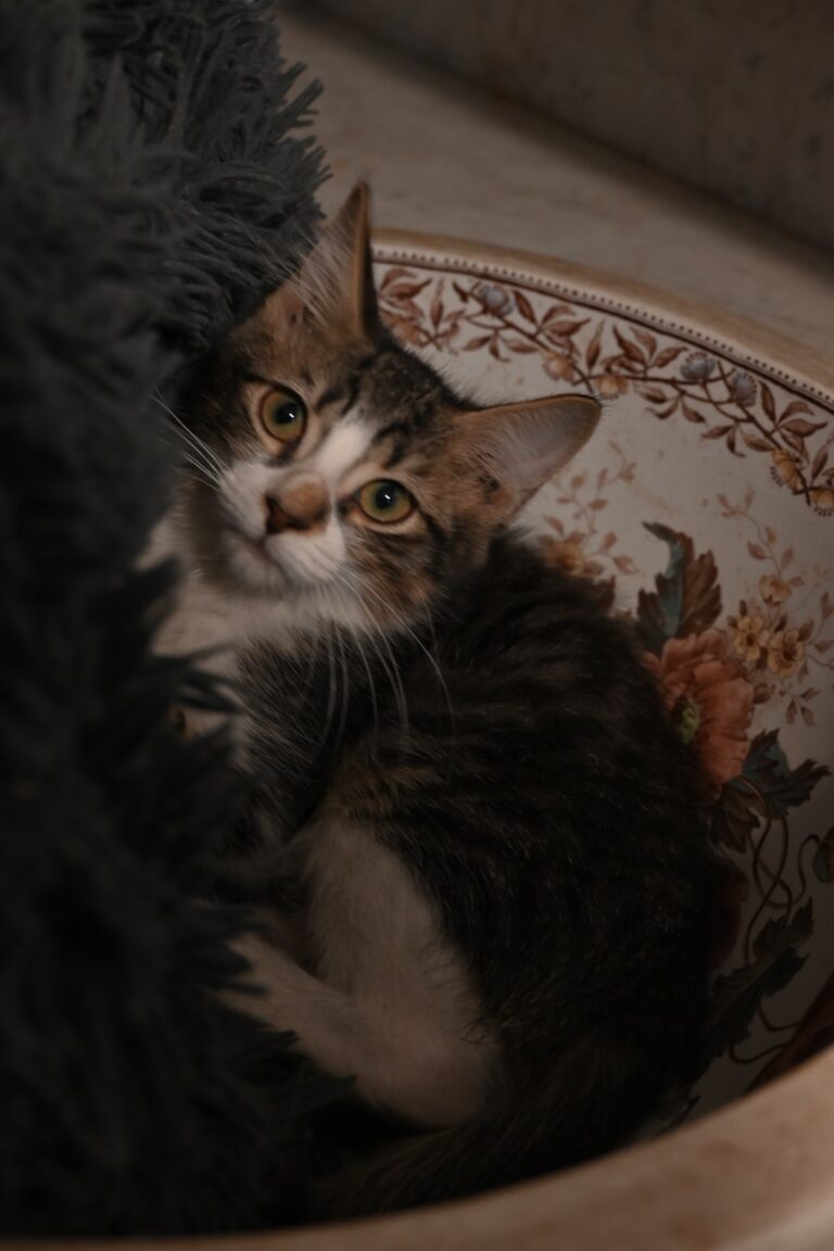 Breezy, chat à l’adoption, Caresses de Chat 94 (Saint-Maur-des-Fossés, 94)