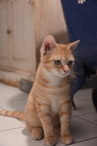 Brioche, chat adopté par Caresses de Chat 94