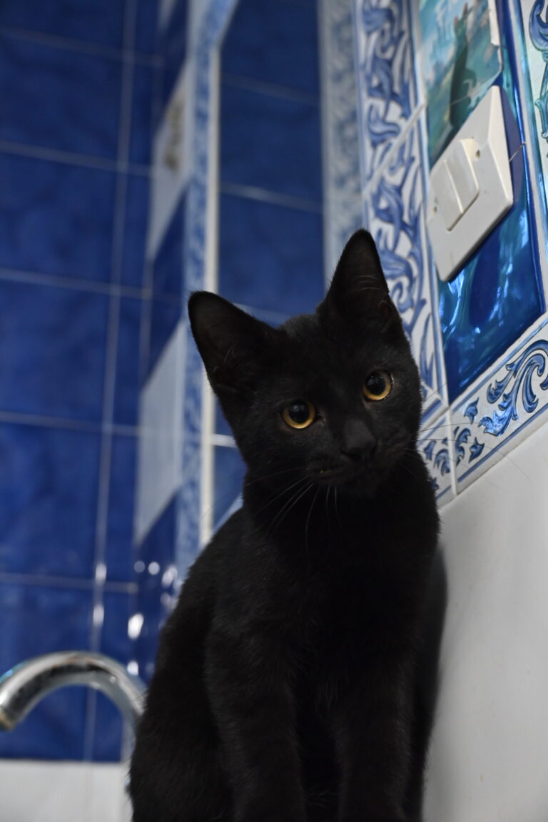 Dora, chat à l’adoption, Caresses de Chat 94 (Saint-Maur-des-Fossés, 94)