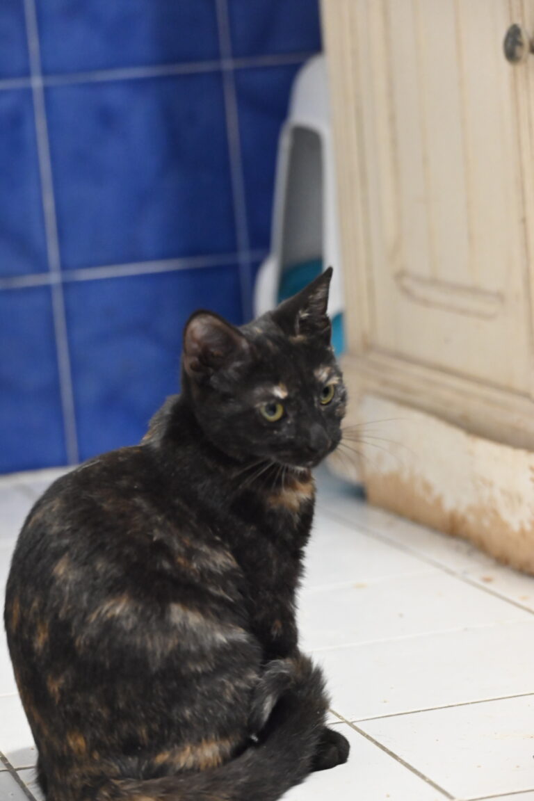Lincha, chat à l’adoption, Caresses de Chat 94 (Saint-Maur-des-Fossés, 94)