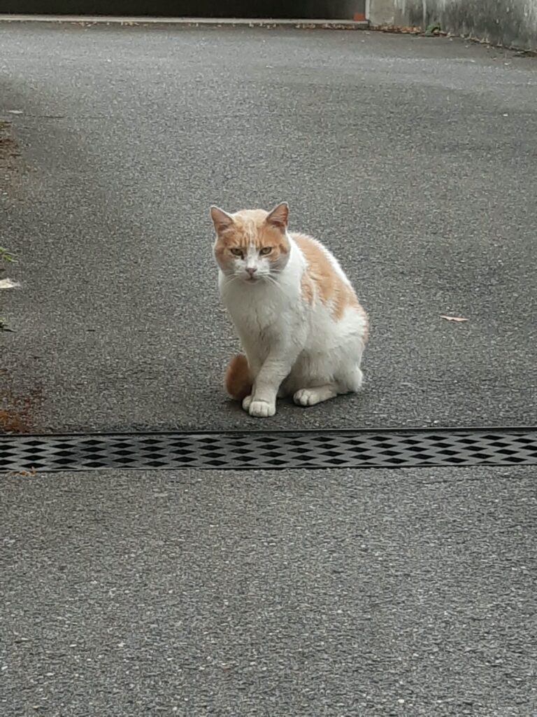 Chat trouvé — Roux et blanc — Alfortville (01/10/2026)