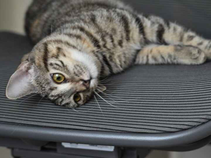 Eden, chat à l’adoption, Caresses de Chat 94 (Saint-Maur-des-Fossés, 94)