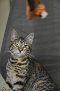 Eden, chat à l’adoption