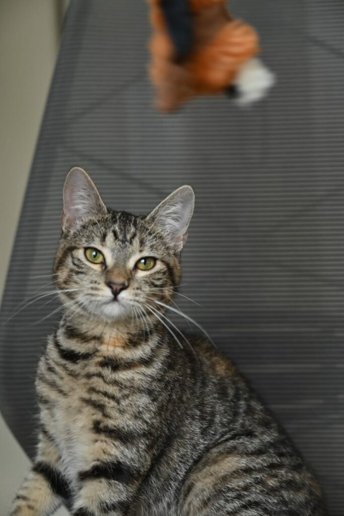 Eden, chat à l’adoption, Caresses de Chat 94 (Saint-Maur-des-Fossés, 94)
