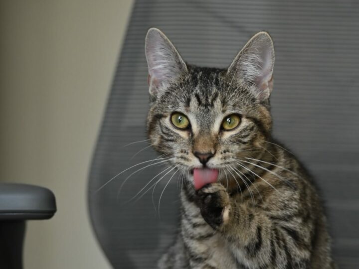 Eden, chat à l’adoption, Caresses de Chat 94 (Saint-Maur-des-Fossés, 94)