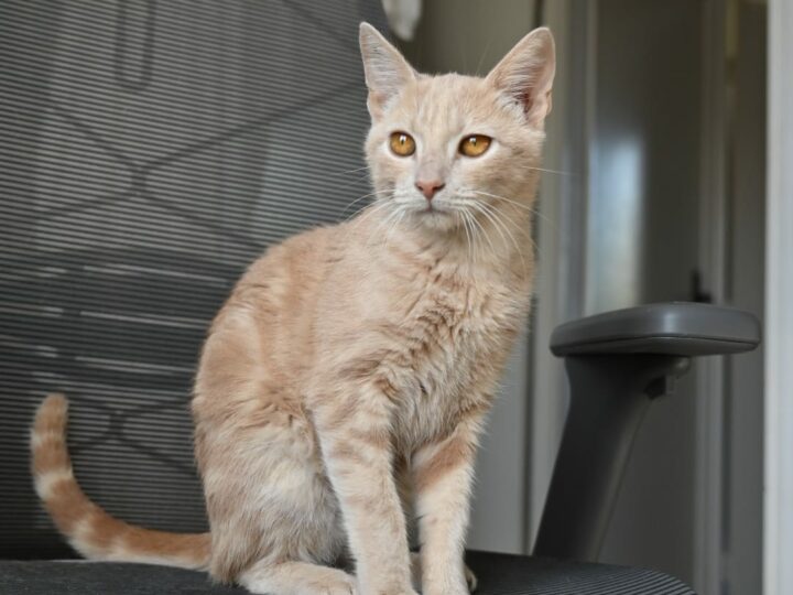 Ateez, chat à l’adoption, Caresses de Chat 94 (Saint-Maur-des-Fossés, 94)