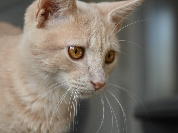 Ateez, chat à l’adoption, Caresses de Chat 94 (Saint-Maur-des-Fossés, 94)