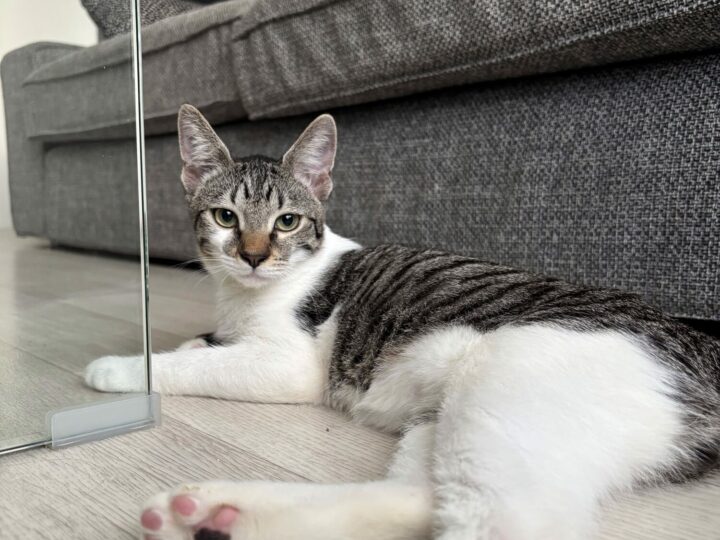 Bloom, chat à l’adoption, Caresses de Chat 94 (Saint-Maur-des-Fossés, 94)