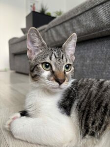 Bloom, chat à l’adoption