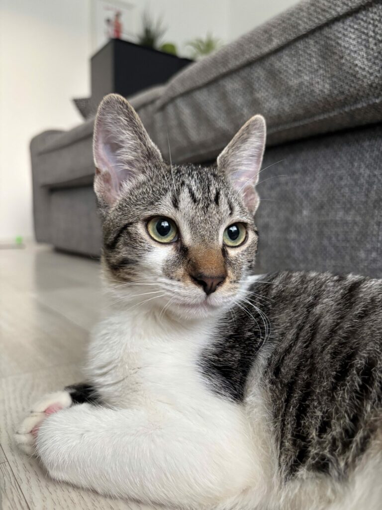 Bloom, chat à l’adoption, Caresses de Chat 94 (Saint-Maur-des-Fossés, 94)