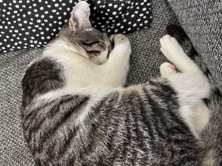 Bloom, chat à l’adoption, Caresses de Chat 94 (Saint-Maur-des-Fossés, 94)