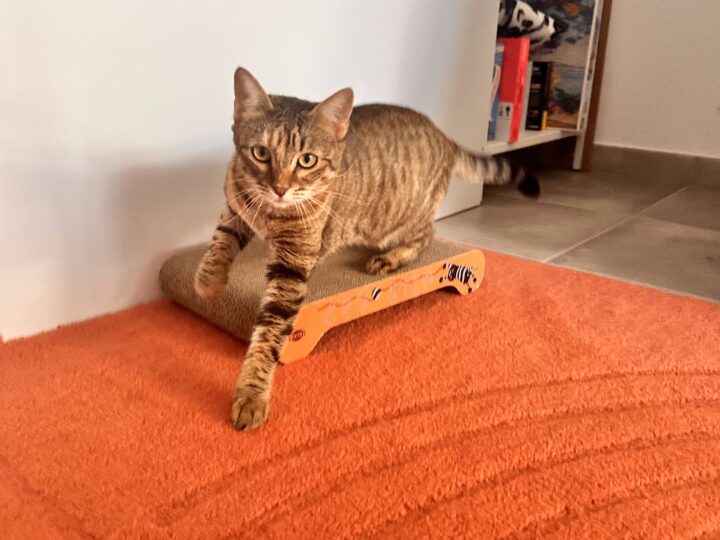 Renata, chat à l’adoption, Caresses de Chat 94 (Saint-Maur-des-Fossés, 94)