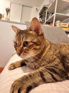 Renata, chat à l’adoption