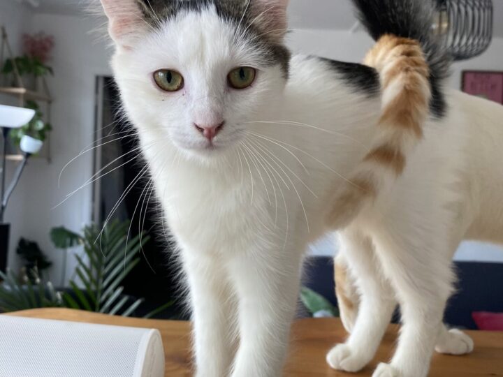 Bandita, chat à l’adoption, Caresses de Chat 94 (Saint-Maur-des-Fossés, 94)