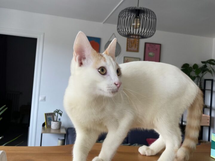 Biscoto, chat à l’adoption, Caresses de Chat 94 (Saint-Maur-des-Fossés, 94)