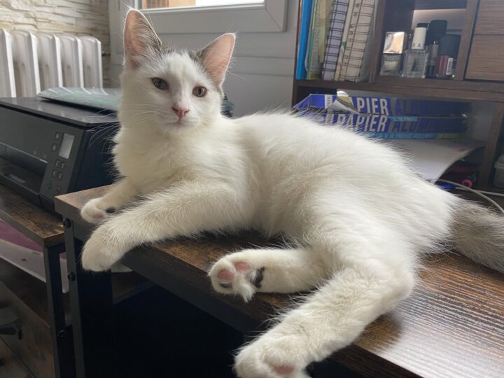 Bandita, chat à l’adoption, Caresses de Chat 94 (Saint-Maur-des-Fossés, 94)