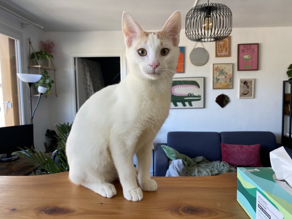 Biscoto, chat à l’adoption, Caresses de Chat 94 (Saint-Maur-des-Fossés, 94)