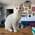 Biscoto, chat à l’adoption