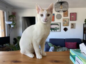 Biscoto, chat à l’adoption