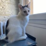 Bandita, chat à l’adoption