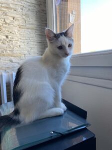 Bandita, chat à l’adoption