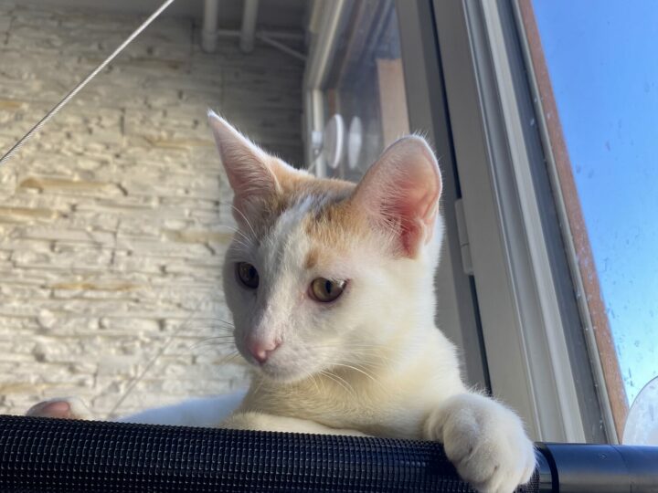 Biscoto, chat à l’adoption, Caresses de Chat 94 (Saint-Maur-des-Fossés, 94)