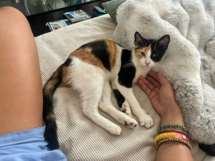 Ananas, chat à l’adoption, Caresses de Chat 94 (Saint-Maur-des-Fossés, 94)