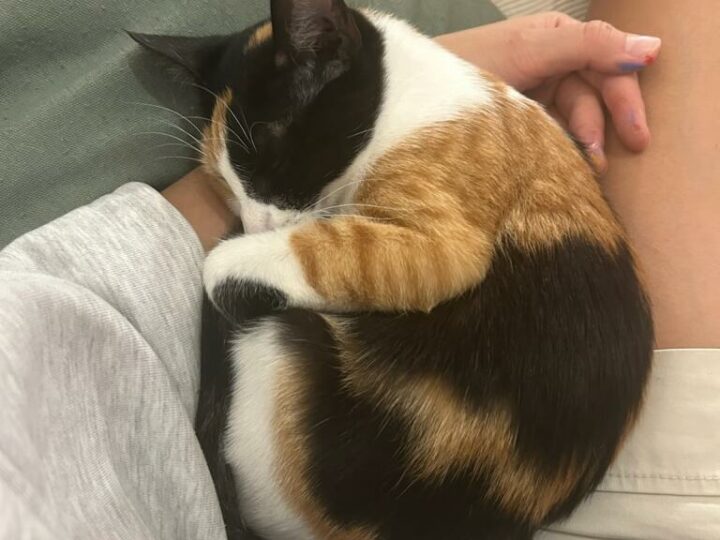 Ananas, chat à l’adoption, Caresses de Chat 94 (Saint-Maur-des-Fossés, 94)