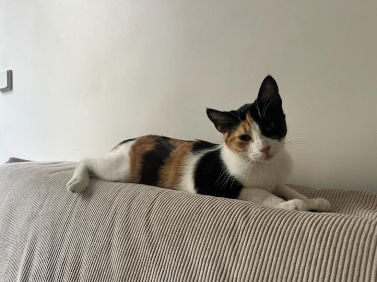 Ananas, chat à l’adoption, Caresses de Chat 94 (Saint-Maur-des-Fossés, 94)