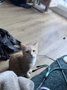 Brioche, photo envoyée par sa famille