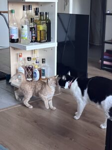 Brioche, photo envoyée par sa famille