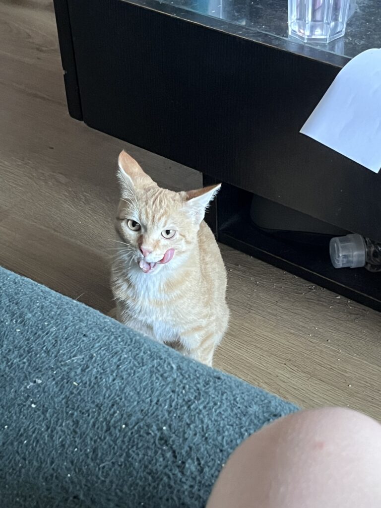 Brioche, chat adopté par Caresses de Chat 94