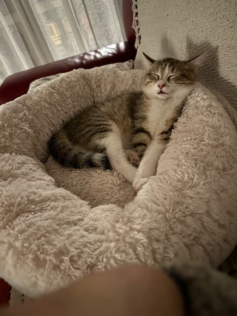 Belle, photo envoyée par sa famille