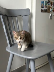Belle, photo envoyée par sa famille