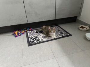 Belle, photo envoyée par sa famille