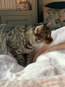 Artemis, photo envoyée par sa famille