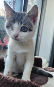 Bouba, chat adopté par Caresses de Chat 94