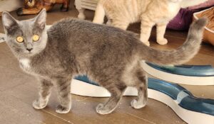 Baly, chat adopté par Caresses de Chat 94
