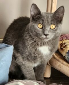 Baly, chat adopté par Caresses de Chat 94