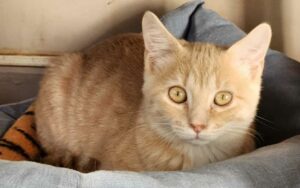 Biscuit, chat adopté par Caresses de Chat 94